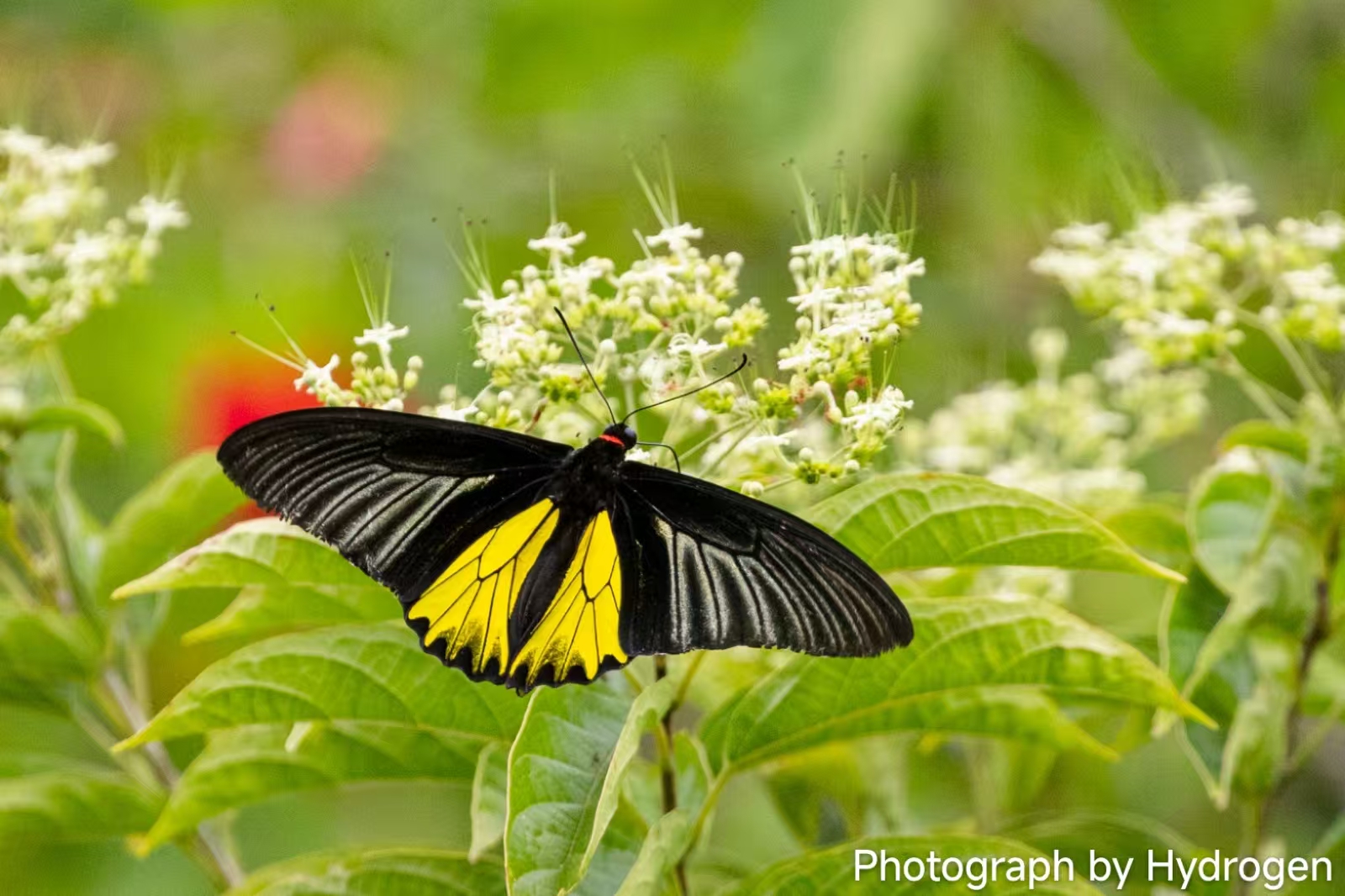 Chromosomal-level genome assembly of golden birdwing Troides aeacus (Felder & Felder, 1860)