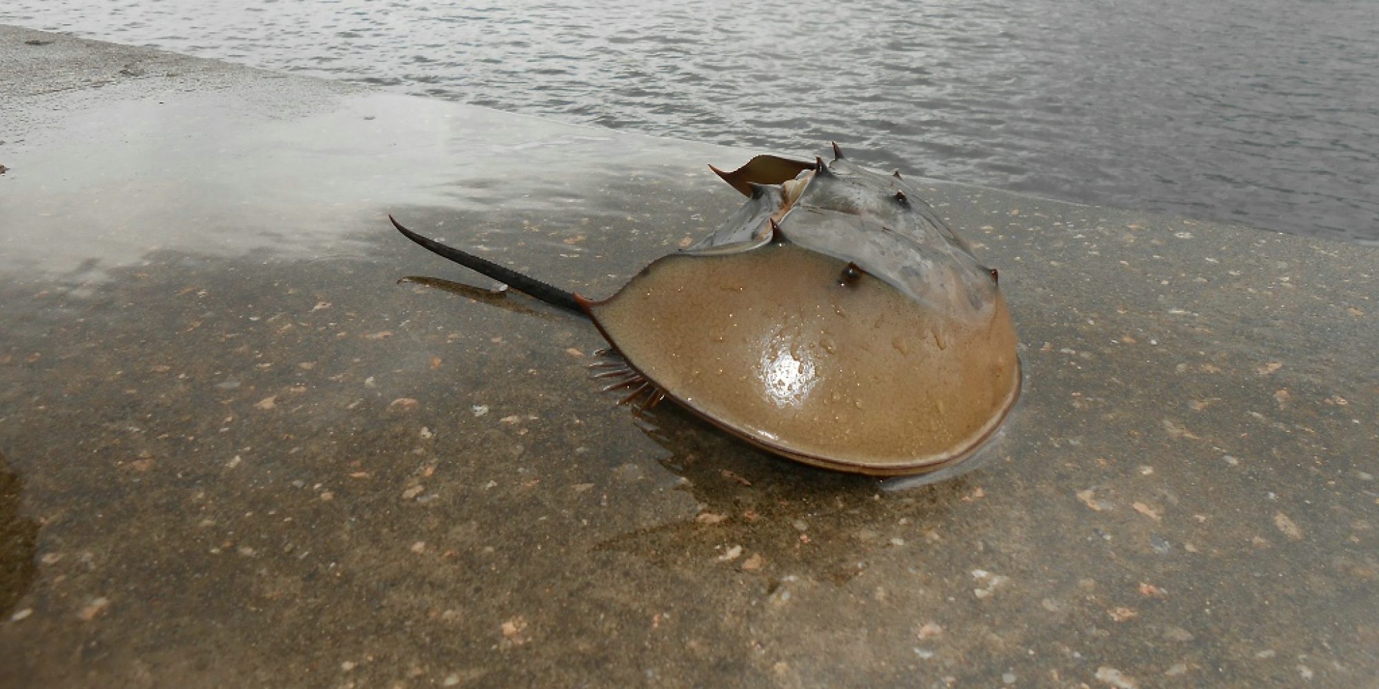 BSAP – Horseshoe Crab Survey and eDNA project